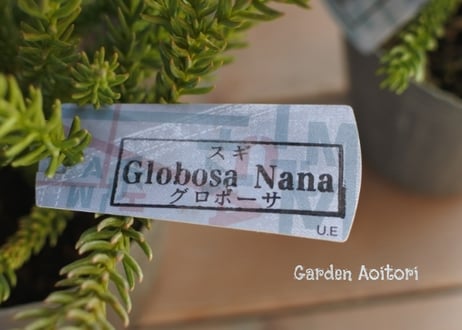 スギ*グロボーサ ナナ* -Globosa Nana-