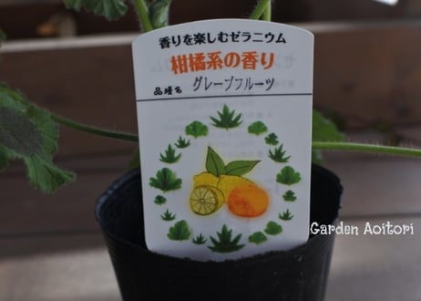 ハーブゼラニウム(センテッドゼラニウム)*7種*