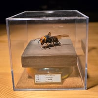 【立体昆虫標本(開翅型)】コガタスズメバチ♀(Vespa analis)