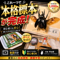 【本格標本キット】初心者OK｜昆虫標本が自宅で作れる｜動画解説付き・自由研究にもおすすめ