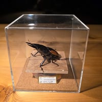 【立体昆虫標本】ハスタートノコギリクワガタ♂