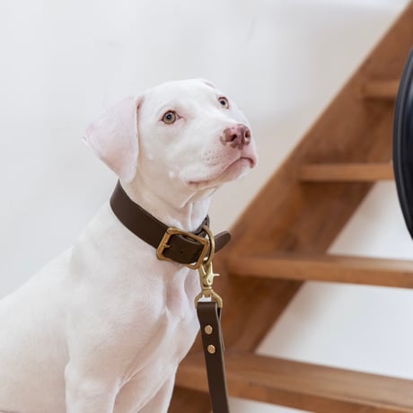 BUDDY's COLLAR CLASSIC