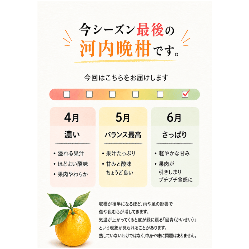 準贈答用】 河内晩柑 5kg箱 | あかまつみかん