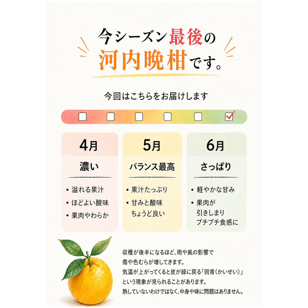 準贈答用】 河内晩柑 5kg箱 | あかまつみかん