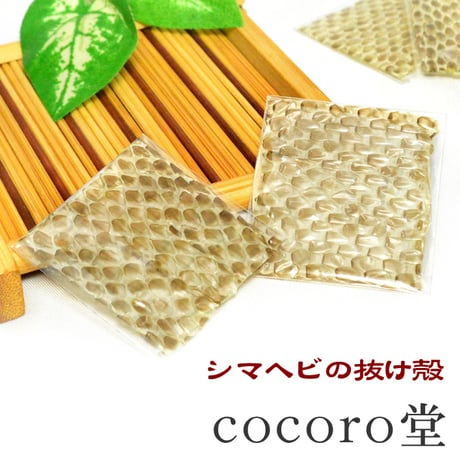 ※単品販売【ポーチ付き】幸運を呼ぶ シマヘビの抜け殻　財運・金運 お財布に入れる金運UPのお守り 抜け皮 【メール便送料無料】　6361