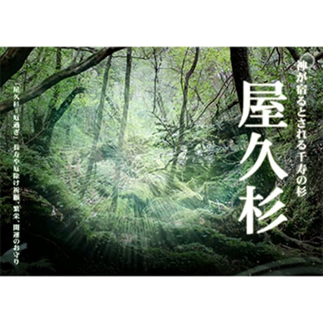 屋久杉 10mm玉 ブレスレット ギャランティーカード付 【数量限定入荷】【保証書】　6280