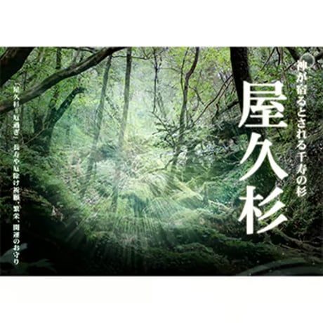 【数量限定入荷】【保証書】屋久杉 龍生九子水晶 ギャランティーカード付 10mm玉 ブレスレット 屋久島 縄文杉 世界遺産　6256