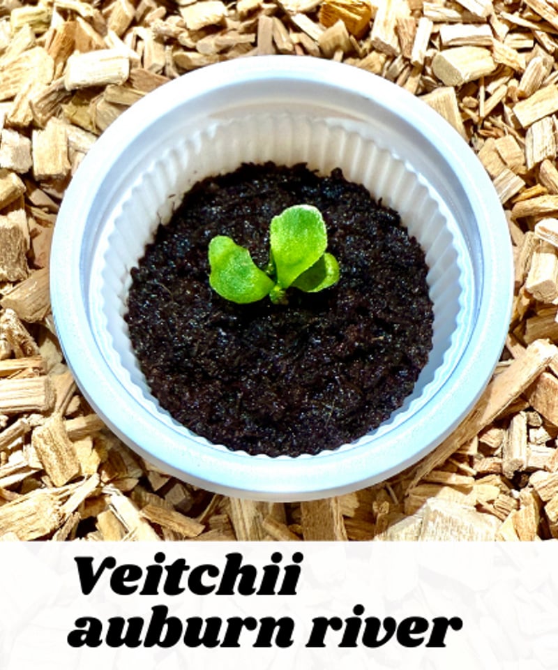 P.veitchii_ Auburn  OC ◆ 子株　株分ヴィーチー c34c72005a0091123767ca4c389104
