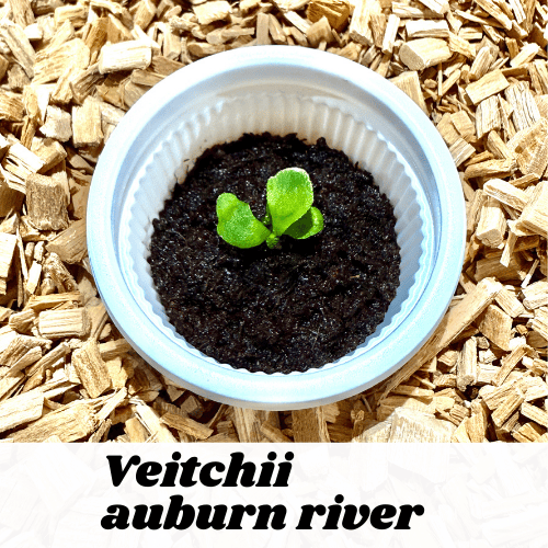 ベイチーアーバンリバー / P. Veitchii auburn river / 小苗 幼苗