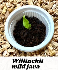 ウィリンキー シルベリードワーフ / P. Willinckii silvery dwarf