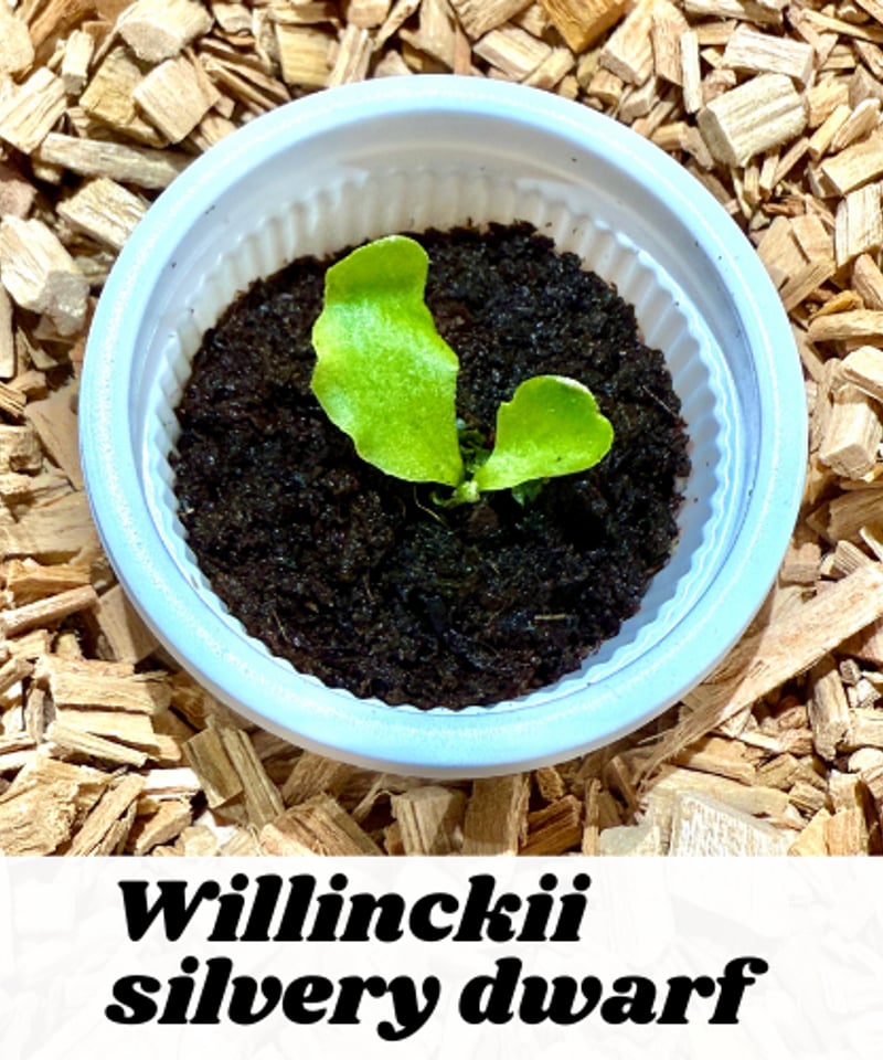 ウィリンキー シルベリードワーフ / P. Willinckii silvery dwarf