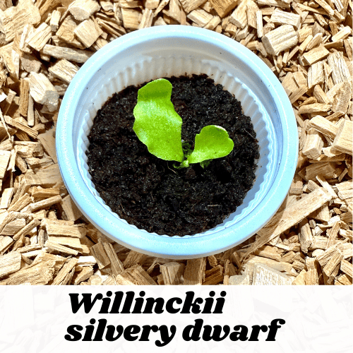 ウィリンキー シルベリードワーフ / P. Willinckii silvery dwarf