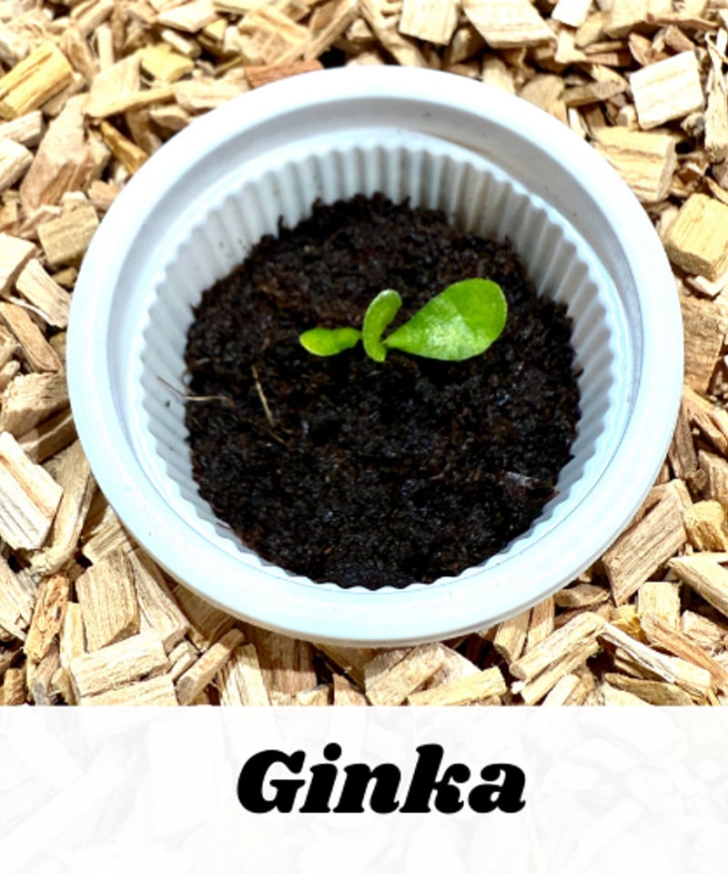 ギンカ / P. Ginka / 銀華 / ドワーフ / ビカクシダ / 小苗 幼苗 胞子