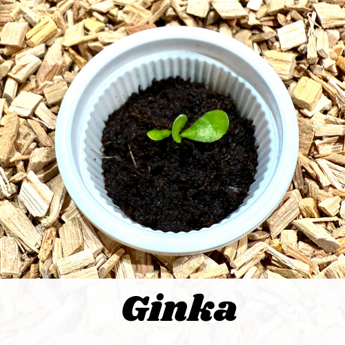 ギンカ / P. Ginka / 銀華 / ドワーフ / ビカクシダ / 小苗 幼苗 胞子