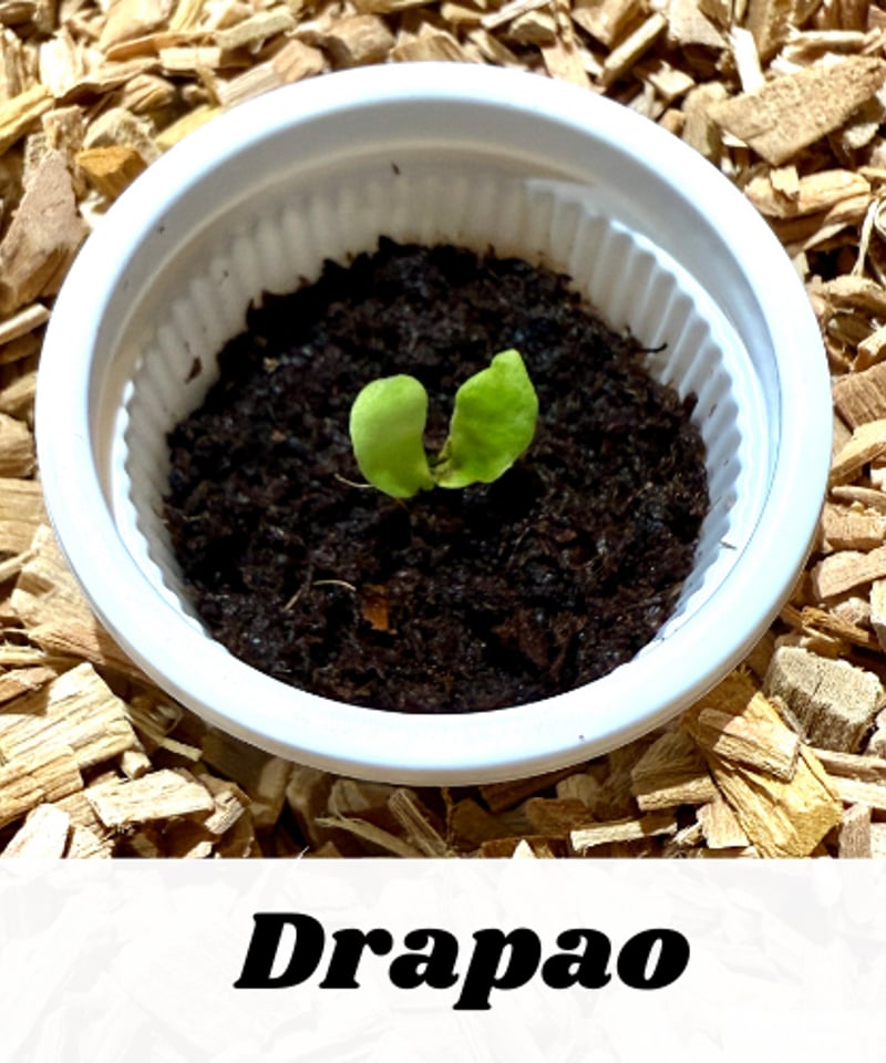 ドラパオ / P. Drapao / ヒリー系 / ビカクシダ / 小苗 幼苗 胞子体 | O