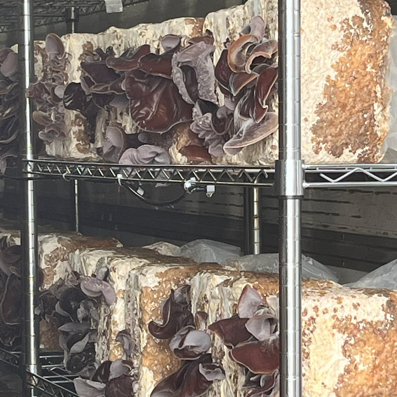 日光産］乾燥きくらげ（200g）/ 水に戻すと約2kg | ひかりの郷農園