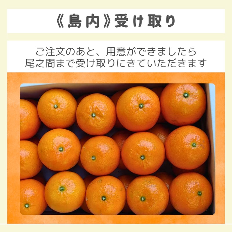 島内受け取り】屋久島たんかん / 5キロ / 化粧箱入り | 屋久島