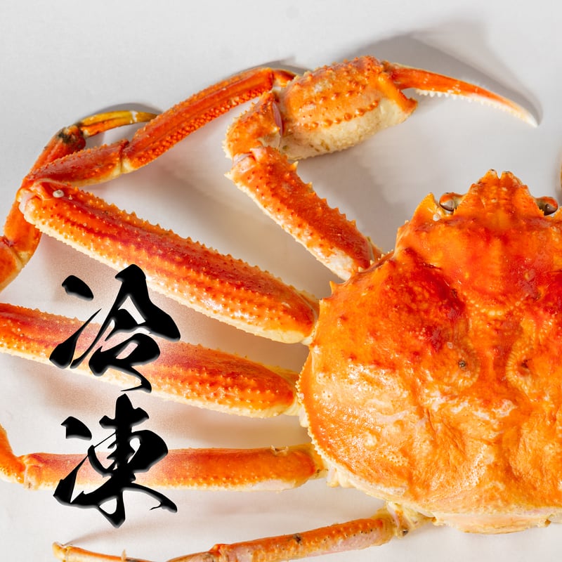 オオズワイガニ 北海道えりも産