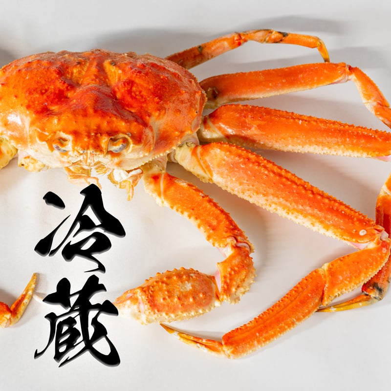 オオズワイガニ 北海道えりも産