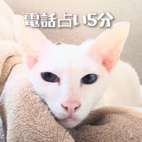 電話占い5分