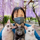 Siamece Angel 占い