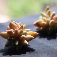 ウラクラ 多頭