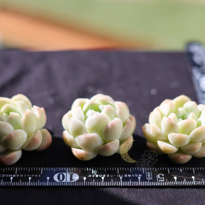 スノーティ カット苗 | lazuli letters