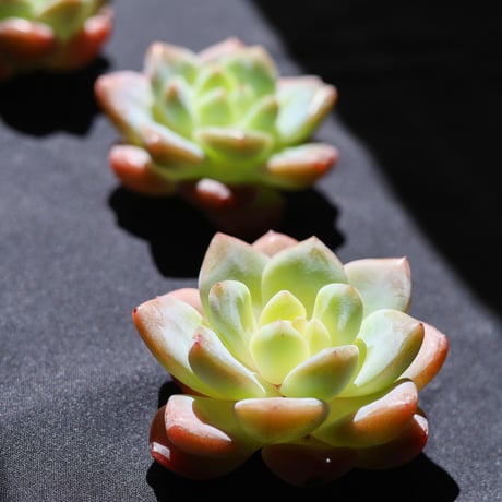 キリバナ