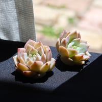 恩寵(オンチョウ)