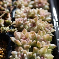 プロリフィカ錦　３カット