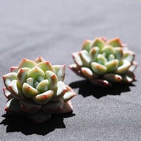 ウェザー 単頭