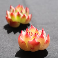 チワワエンシス　単頭