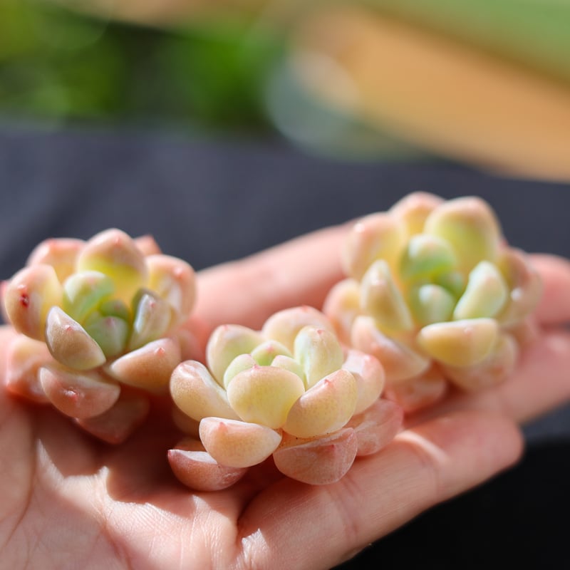 スタープラス カット苗 | lazuli letters