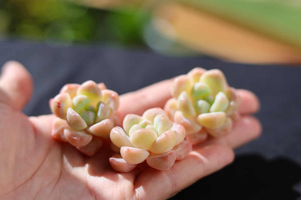 スタープラス カット苗 | lazuli letters