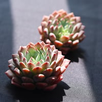 クリッシーンライアン