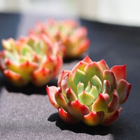 七福美尼