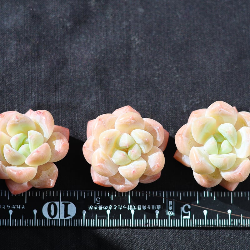 売却済み3/6ピンクムーン(カット苗) スタープラス カット苗 | lazuli letters