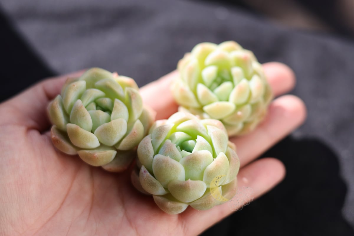 スノーティ カット苗 | lazuli letters