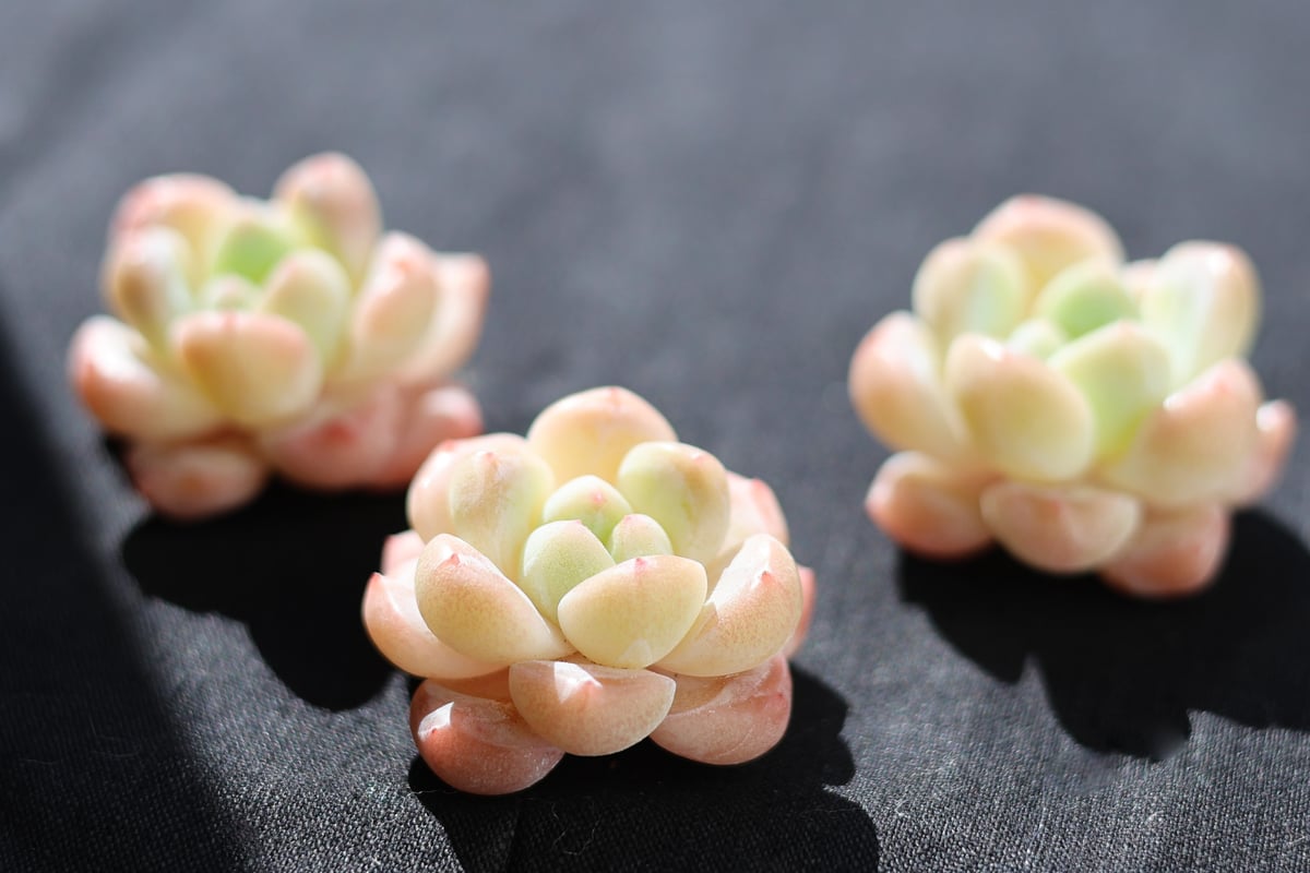 スタープラス カット苗 | lazuli letters