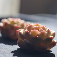 ピンクジェニー