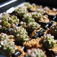 プロリフィカ５カット