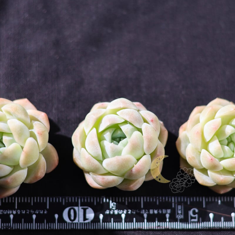 スノーティ カット苗 | lazuli letters スノーティ カット苗 | lazuli letters