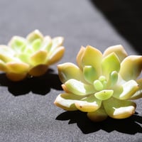 プロリフィカ×ラウイ