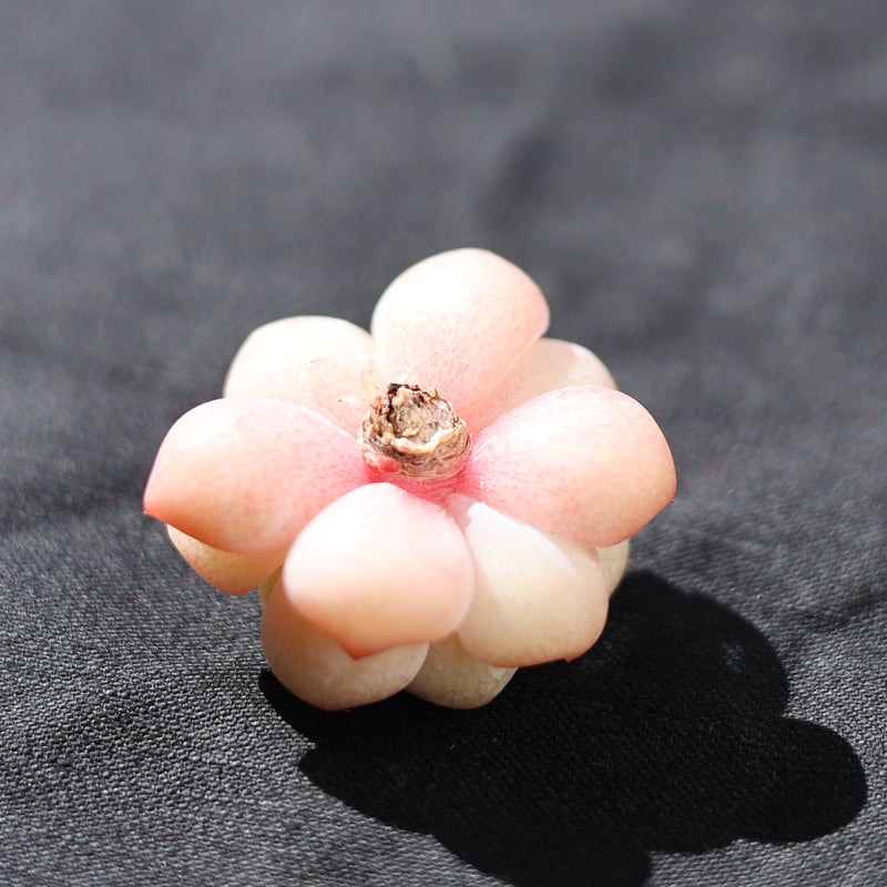 スタープラス カット苗 | lazuli letters