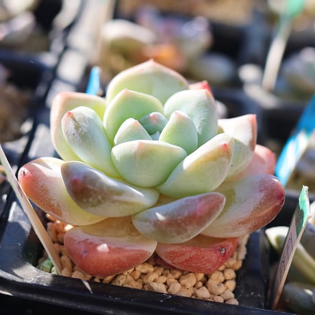 キリバナ
