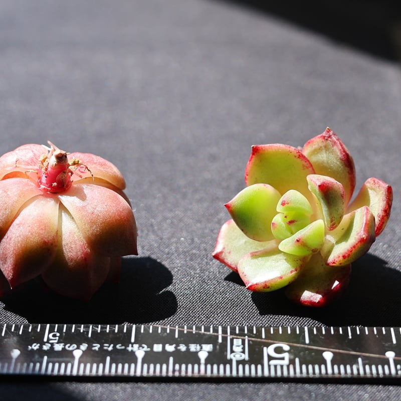 スモールピーチ×アガボイデス | lazuli letters