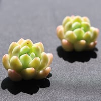 タフィー 単頭