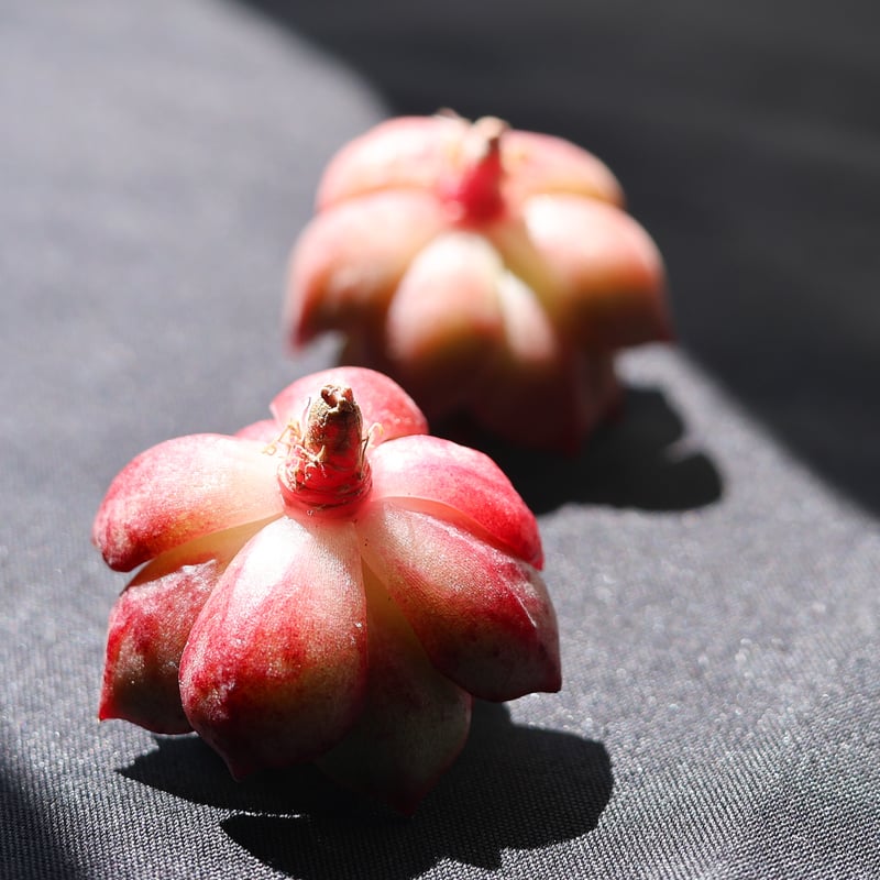 【本物】赤エイのしっぽ　A【トゲ付き】 スモールピーチ×アガボイデス | lazuli letters