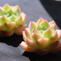 ピンククリスタルローズ 中苗