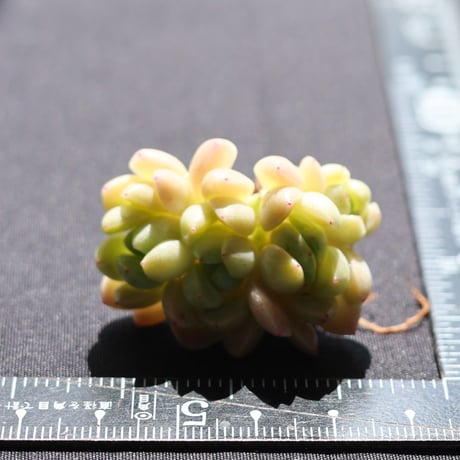 タフィー 双頭